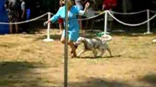 Dog Show English Setters [upl. by Sacul]