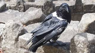 talking raven  knaresborough castle england [upl. by Hailed]