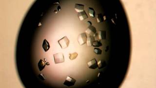 Lysozyme crystal growth [upl. by Aitram]