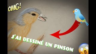 JE DESSINE UN PINSON oiseau [upl. by Ardnola706]