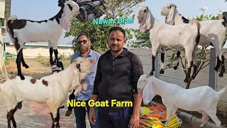 Nice Goat Farm Gujrat Top Quality Collection Hyderabadi Breedline Goats Available [upl. by Emilie723]