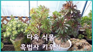 다육 식물 흑법사 키우기  Aeonium arboreum zwartkop [upl. by Silda]