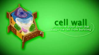 Eukaryotic Plant Cell and Its Organelles [upl. by Pinkerton]