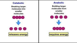 ATP and Coupled Reactions [upl. by Suolhcin]