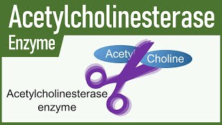 Acetylcholinesterase Enzyme [upl. by Domenico]