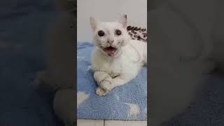 helpustohelpthem onlinemoneytransfer dogsoftiktok funny helpustohelpothers cat dogs becaref [upl. by Miner]