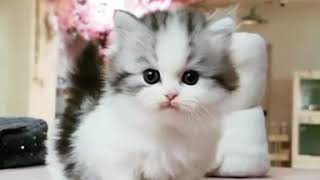 Baby cats cute and funny moment 25  meowYT [upl. by Droffats]