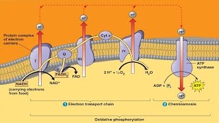 Electron Transport System and ATP Synthesis [upl. by Randell]