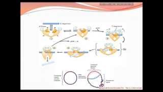 Activity of Topoisomerase Enzyme [upl. by Suertemed]