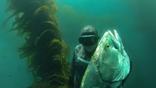 WSB  Spearfishing White Sea Bass [upl. by Natka]