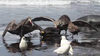 Giant Petrel Pins Down and Pecks King Penguin as Others Join Eating It Alive [upl. by Frohman]