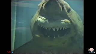 Rosie the Shark  Home video from 2000 [upl. by Kalmick575]