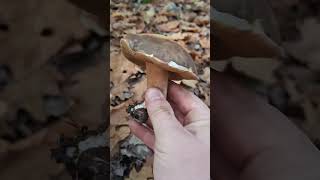 Boletus mushroom 2024cepesfunghigrzybyhribiplizeporcinifoodforest [upl. by Bible]