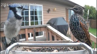 A Starling An A Blue Jay Size Each Other Up [upl. by Torbart429]