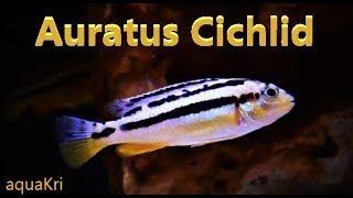 Auratus Cichlid Care amp Tank Set up Guide [upl. by Llig]