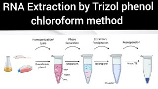 RNA Extraction by Trizol phenol chloroform method [upl. by Fionnula]