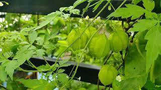 how to grow balloon vinegrow balloon vine in potslove in puff plant heart seed vinewinter cherry [upl. by Miguelita598]