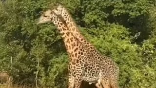 The unique Giraffes fight 😲wildlife [upl. by Ymarej]