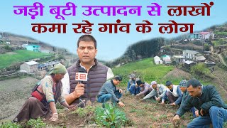 जड़ी बूटी Kutki से बदल गई सीमांत गांव Ghes की तकदीर  Picrorhiza kurroa Uttarakhand  Ramesh Bhatt [upl. by Alderson276]