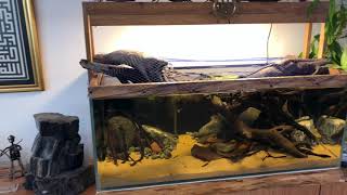 apistogramma biotope aquarium setup [upl. by Cogswell442]