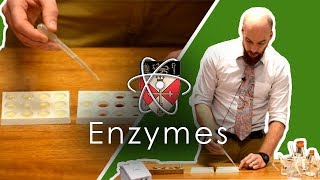 Enzymes  GCSE Science Required Practical [upl. by Broddy]