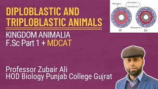 Diploblastic and Triploblastic animals by Zubair AliMDCATCh10 Lec2 [upl. by Engdahl]