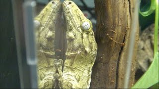 Leachianus Gecko Unboxing [upl. by Ozzie]