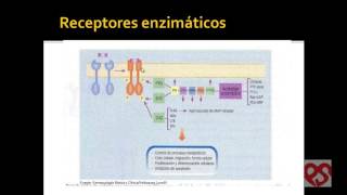 Farmacodinamia Receptores Proteína G Enzimáticos Ionotrópicos y Nucleares Farmacología [upl. by Robins]