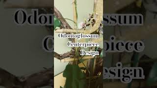 Fragrant Orchid Odontoglossum Centerpiece Design [upl. by Ennovy]