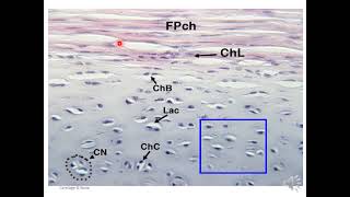 cartilage histology [upl. by Arahd]