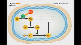 Nitric Oxide Vasodilation animation video [upl. by Kirimia172]