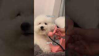 085 Baby dog cute puppy barking 4kviral shorts shortvideos [upl. by Paris]