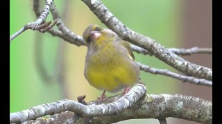 4K Oiseaux de mon jardin janvier 2024 [upl. by Cyndia940]