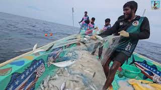 புதிய முறையில் அயிலை மீன் பிடிக்கும் நண்பர்கள் 2L அளவு மீன் கிடக்குது [upl. by Haelat]