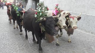 Transumanza mucche nel pomeriggio  Pont Canavese 2019 [upl. by Chatav]