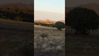 Female coyote with a Springfield Waypoint 6mm Creedmoore Filmed on a Tactacam by Jason coyote [upl. by Rhiamon]