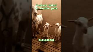 Barbari bakari 2 bache pata 4 danth 1 mahine ke bache price 22000 for sale [upl. by Eenttirb]