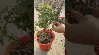 Tulsi plant gardeningrepotting ytshorts ☘️🍀 [upl. by Iclehc276]