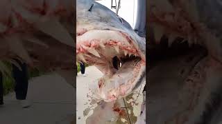 750 Pound Mako Shark Caught in Oceanside California shorts mako shark fishing [upl. by Feliks]