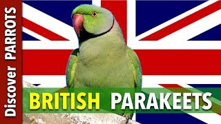 British Parakeets  Discover PARROTS [upl. by Milano]