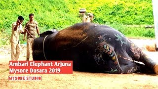 Ambari elephant Arjuna at Mysore Dasara 2019 [upl. by Nasas642]