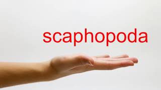 How to Pronounce scaphopoda  American English [upl. by Cordova]