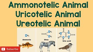 Ammonotelic Uricotelic Ureotelic Animal [upl. by Chappelka]