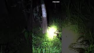 Doing The Python Dance In The Florida Everglades [upl. by Mauve54]