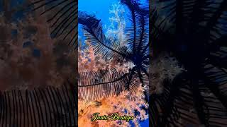 crinoidechinodermatasoftcoralscnidariaalcyonaceascubavideographymoalboalcebu🇵🇭 [upl. by Janessa]