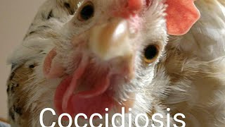 Coccidiosis In Chickens [upl. by Ttirrem]