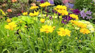 Coreopsis Early Sunrise Tickseed  Multiple Award Winning Easy to Grow NATIVE Perennial [upl. by Rivers]