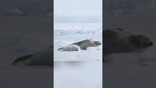 Heartwarming bond between a Harp Seal mother and her adorable baby will melt your heart [upl. by Cavill]