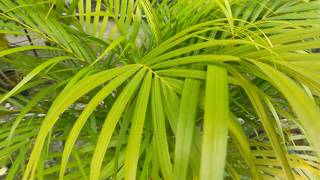 Dypsis lutescens 觀葉植物 散尾葵黃椰子觀察 [upl. by Irik]