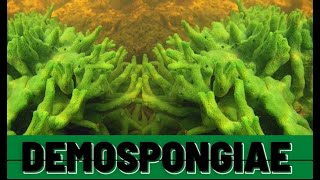 CLASSIFICATION OF PHYLUM PORIFERA  DEMOSPONGIAE  BSc  ZOOLOGY [upl. by Hyland309]